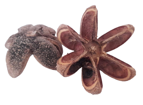 CASTANEA SATIVA.