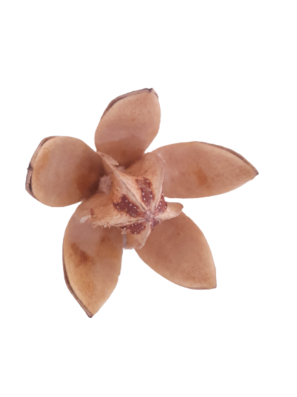 FLOR DE LIRIO SALVAJE