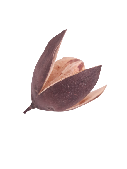 FLOR DE LIRIO SALVAJE