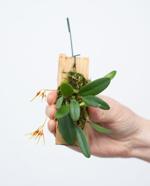 ORQUIDEA BULBOPHYLLUM TAIWANENSE