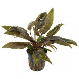 Cryptocoryne walkeri - PE