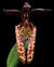 Orquidea Bulbophyllum lasiochilum