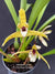 Orquidea Maxillaria picta