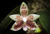 Orquidea Phalaenopsis inscriptiosinensis