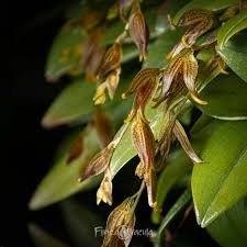 Orquidea Pleurothallis tripterantha