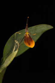 Orquidea Restrepia mohrii