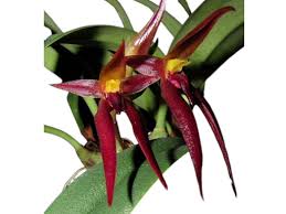 Orquidea Bulbophyllum nymphopolitanum