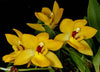 Orquidea Promenaea citrina x (Limelight x xanthina)