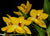 Orquidea Promenaea citrina x (Limelight x xanthina)