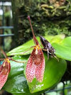 Orquidea Restrepia royi