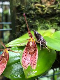 Orquidea Restrepia royi