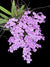 Orquidea Ionopsis utricularioides