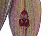 Orquodea Lepanthes gargoyla x fiskei