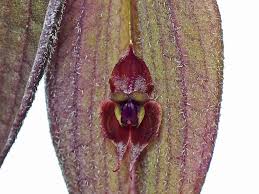 Orquodea Lepanthes gargoyla x fiskei