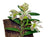 Orquidea Trichoglotis pusilla