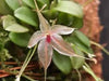 Orquidea Patystele caudatisepala