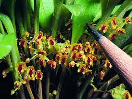 Orquidea Platystele sobrinae