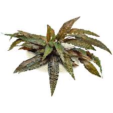 Cryptocoryne sp tropica