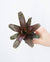 Bromelia Neoregelia Red Waif