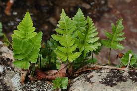 Helecho Humata repens ( sin. Davallia repens)