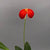 Orqidea Masdevallia ignea