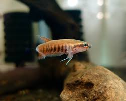 Betta patotii sp. red - Tanah Merah