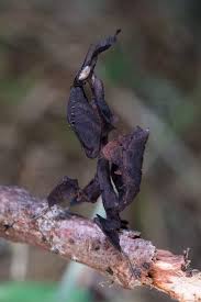 Phyllocrania paradoxa