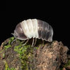 Isopodos Cubaris panda king