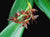 Orquidea Pleurothallis secunda