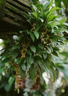 Orquidea Pleurothallis tripterantha