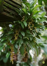 Orquidea Pleurothallis tripterantha