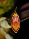 Orquidea Restrepia mohrii
