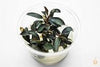 Bucephalandra brownie ghost in vitro