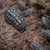 Isopodos Armadillidium granulatum