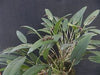 PLEUROTHALLIS (ACINTHERA) PUBESCENS
