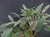 PLEUROTHALLIS (ACINTHERA) PUBESCENS