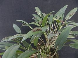 PLEUROTHALLIS (ACINTHERA) PUBESCENS