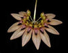 ORQUIDEA BULBOPHYLLUM LEPIDUM