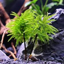 CLIMACIUM JAPONICUM