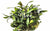 CRYPTOCORYNE PYGMEA