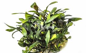 CRYPTOCORYNE PYGMEA