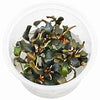 BUCEFALANDRA THEIA RED IN VITRO