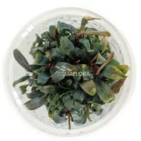 BUCEPHALANDRA BROWNIE PURPLE - IN VITRO