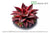 PINGUICULA RED HIBRID