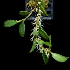 BULBOPHYLLUM CLANDESTINUM