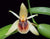 ORQUIDEA CELOGYNE FIMBRIATA