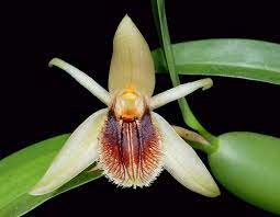 ORQUIDEA CELOGYNE FIMBRIATA