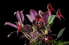 LEPANTHES FELIS