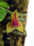 LEPANTHES PULCHELLA