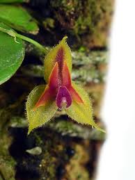 LEPANTHES PULCHELLA